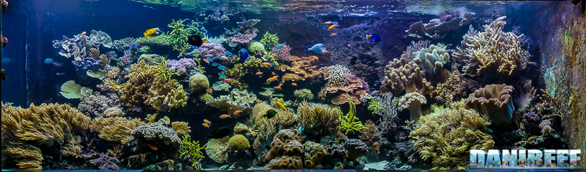 2015_12-Madagascar-Reef-Aquarium-at-Zoo-Zurich17.jpg