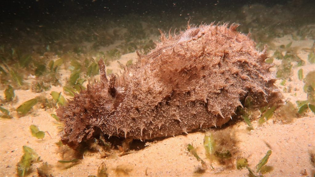 Dolabella auricularis by courtesy of sydneydives