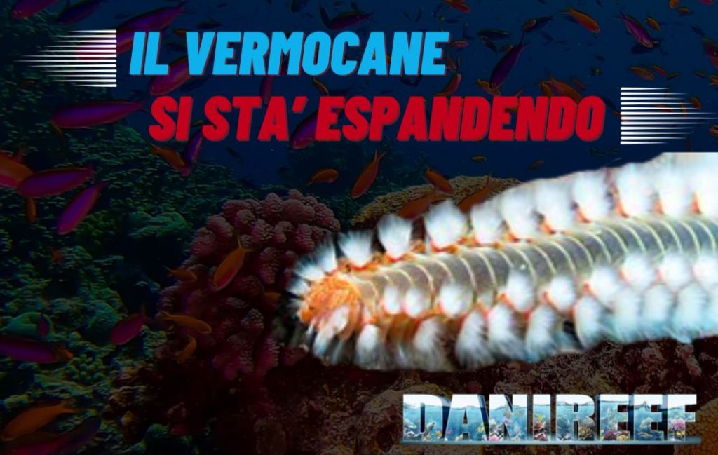 Il vermocane nel mediterraneo