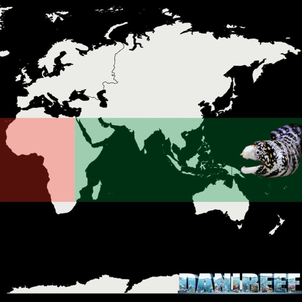 Areale di distribuzione dell'Echidna nebulosa