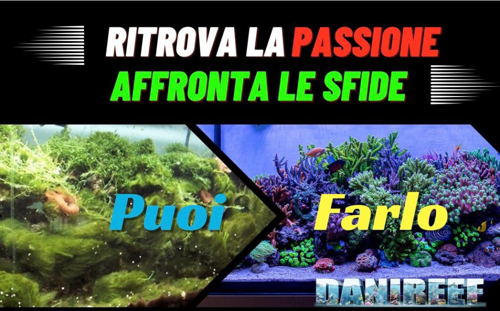 Sfide in acquario