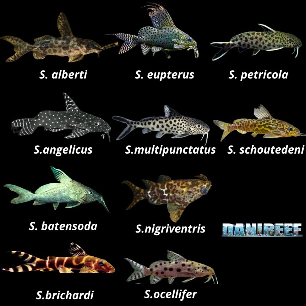 Synodontis specie