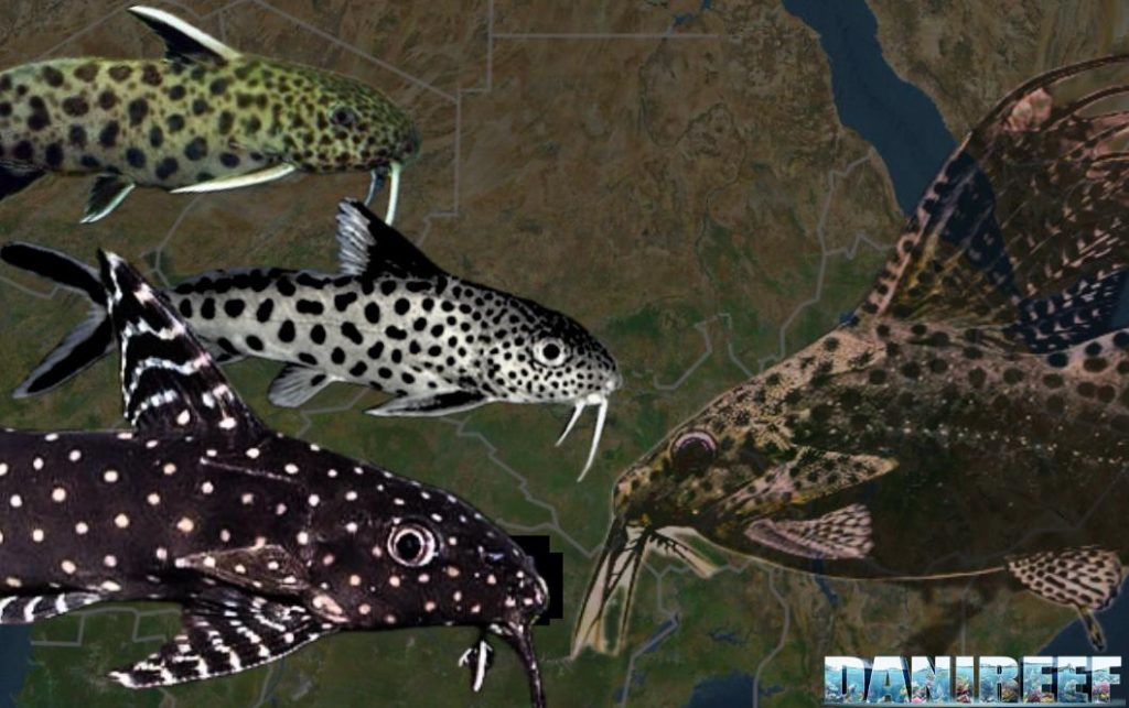 Synodontis