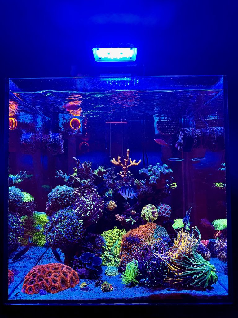 L'acquario di Simone Canino aa_reef_aa - quarto classificato contest acquario marino più bello d'Italia