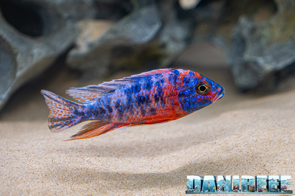 African Cichlid at the AMTRA stand