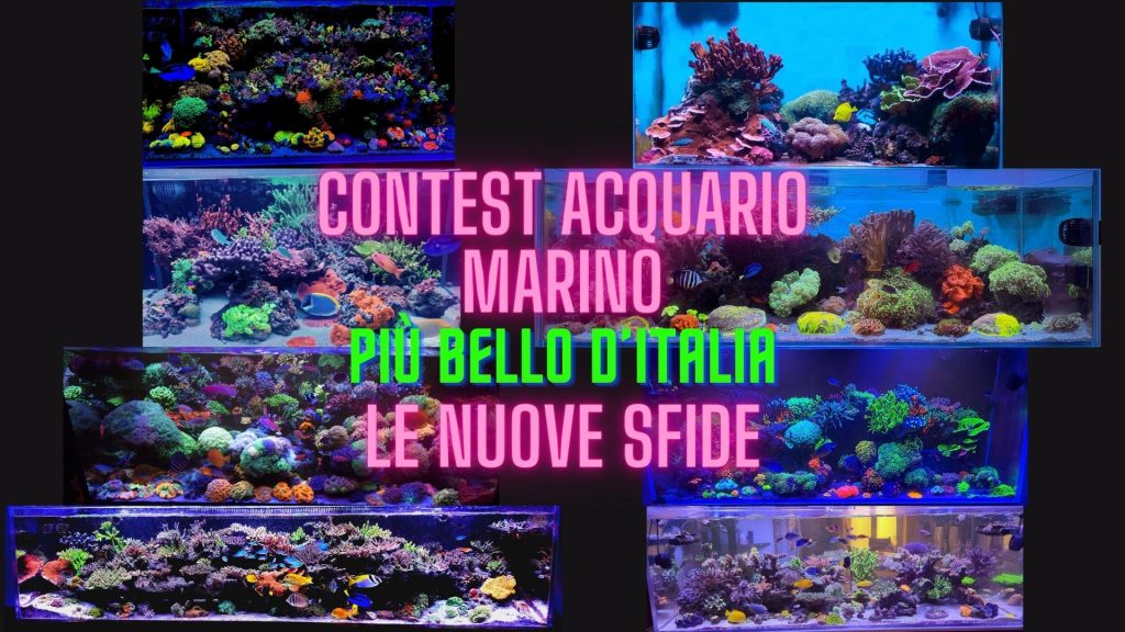 Scopri le sfide incredibili del nostro contest. Vota per i migliori acquari marini e decreta i vincitori degli ottavi di finali.