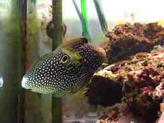 Callioplesis Altivelis
