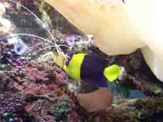 Centropyge Bicolor