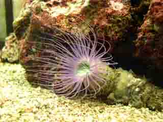 Cerianthus Membranaceus