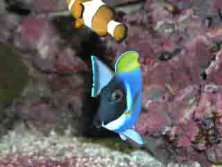 Acanthurus Leucosternon e Amphiprion Ocellaris