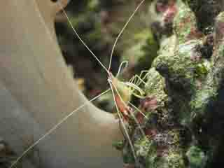 Lismatha Amboeniensis