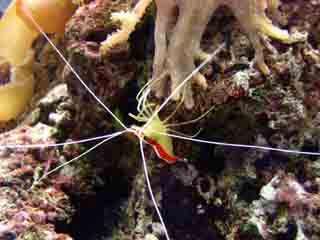 Lismatha Amboeniensis