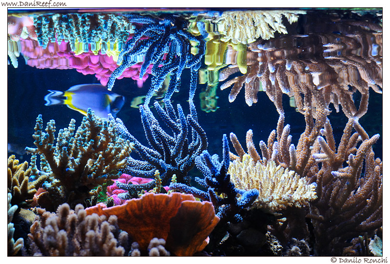 How to take picture of our aquarium: photography course part II - The ...