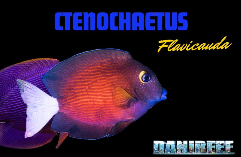 ctenochaetus flavicauda nuova tendenza