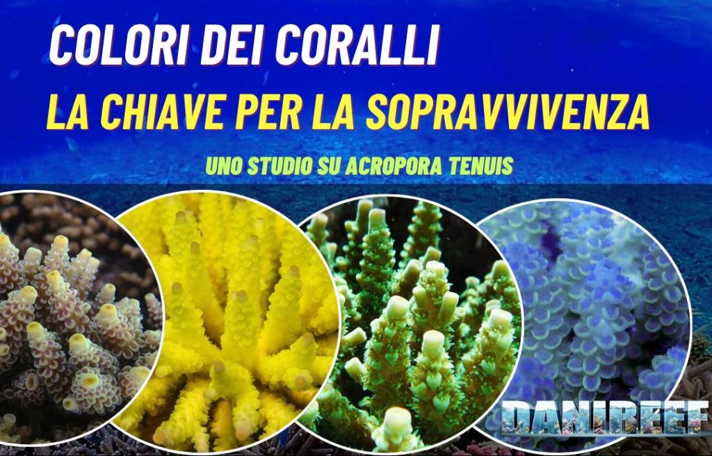 Colori dei Coralli: La Chiave per la Sopravvivenza