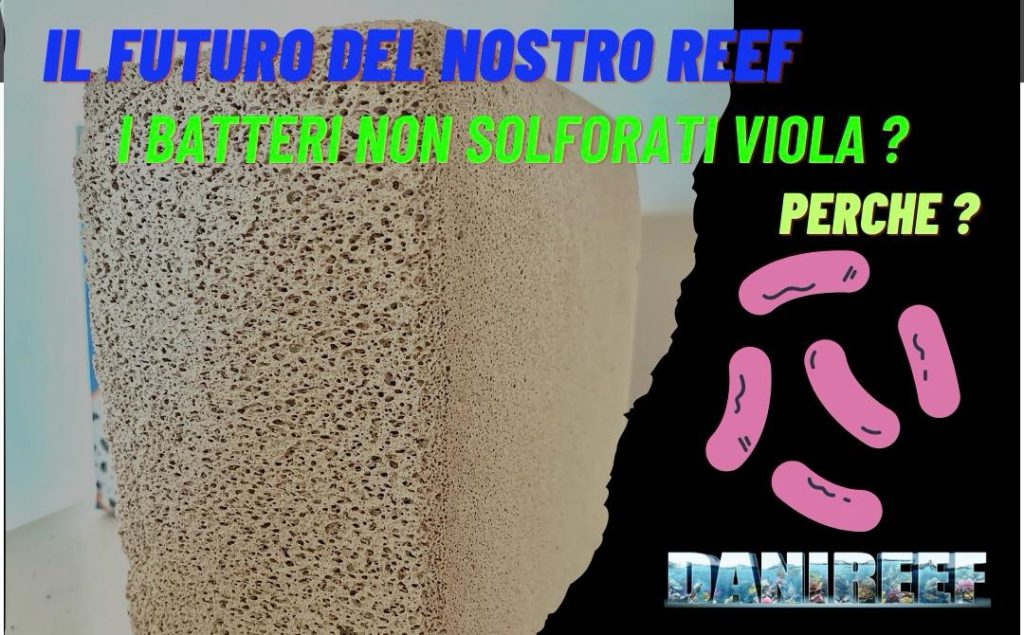 IL futuro i batteri non solforati viola