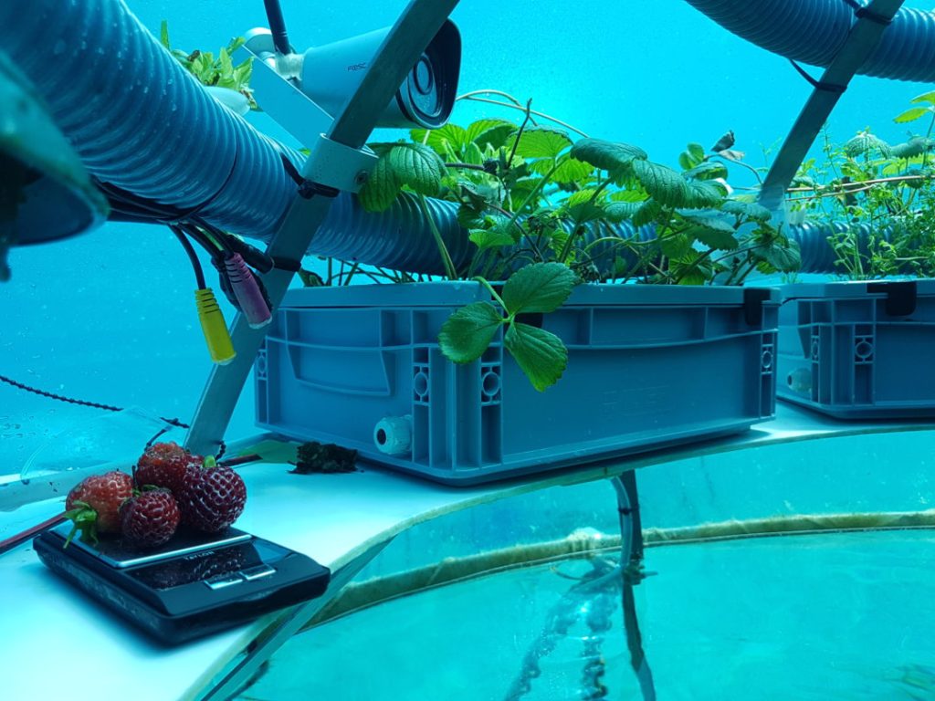 Un foto proveniente dal sito Nemo's Garden che mostra le prime fragole coltivate sott'acqua