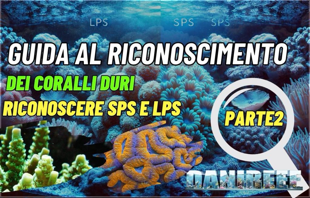 guida riconoscimento coralli