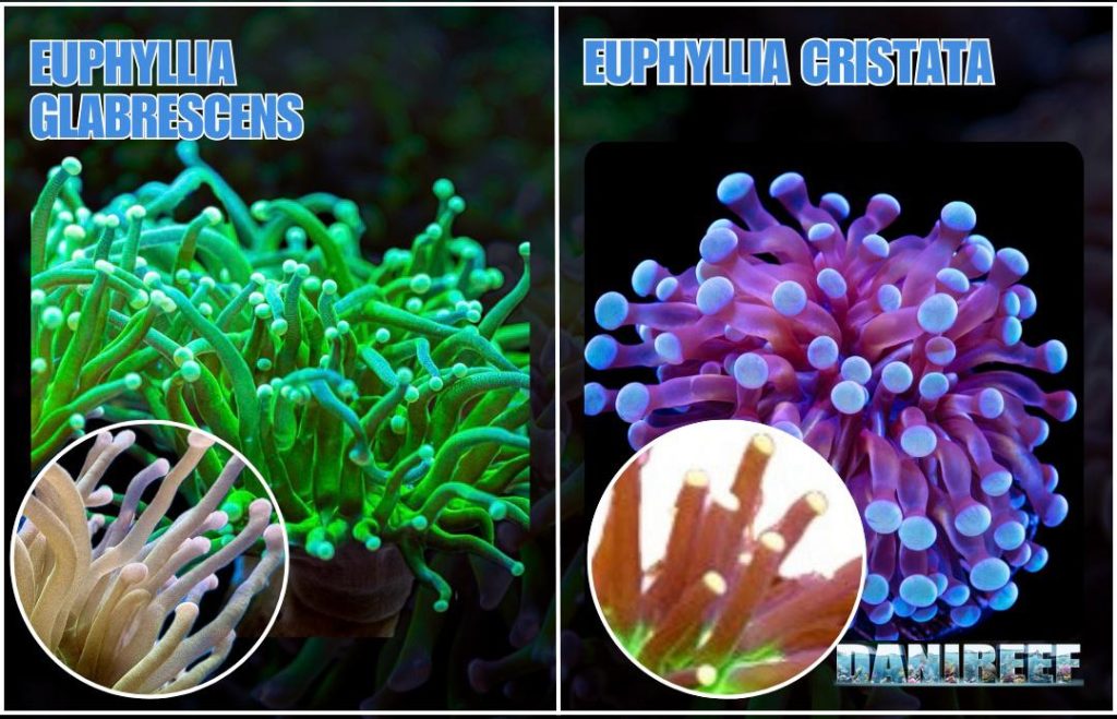 Euphyllia