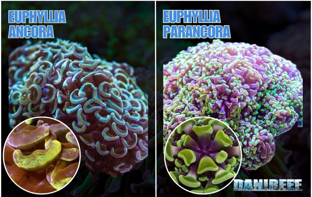Euphyllia
