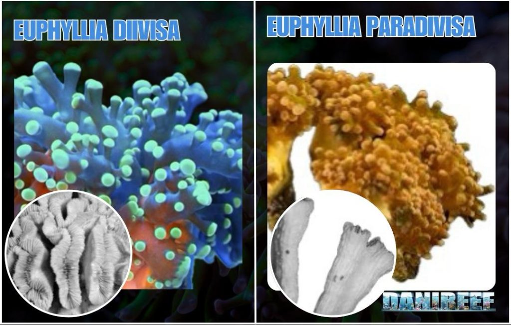Euphyllia torch