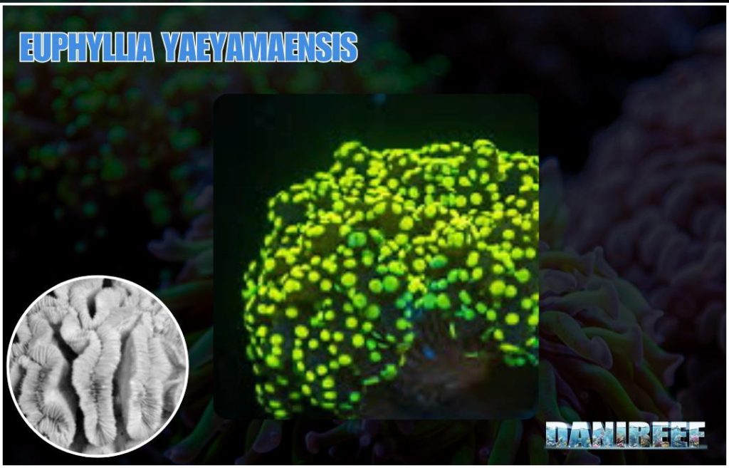 Euphyllia