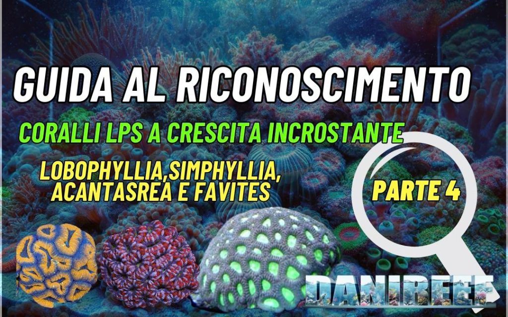 guida riconoscimento coralli
