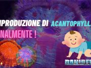 Riproduzione Acanthophyllia